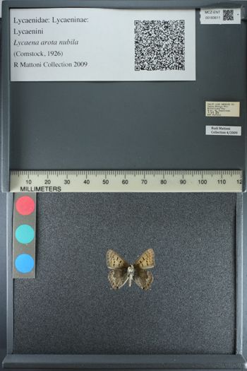 Media type: image;   Entomology 183611